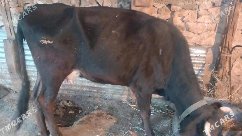 goleli sygyr - Гызыларбат - img 3