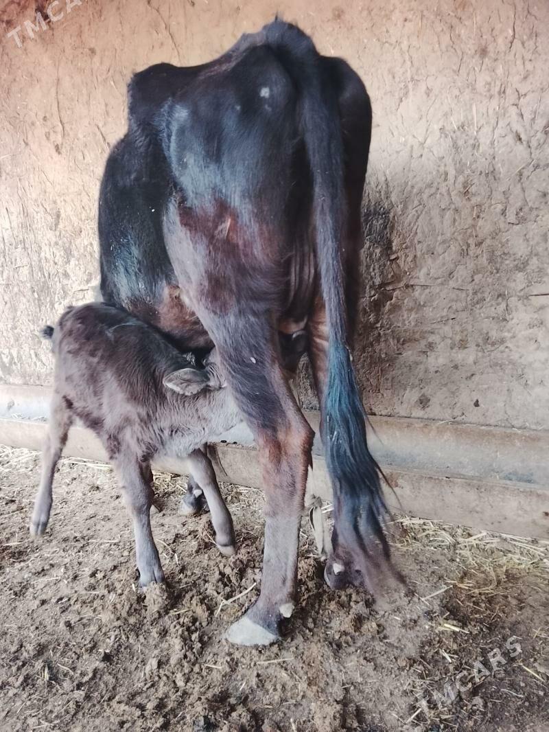 goleli sygyr - Гызыларбат - img 2