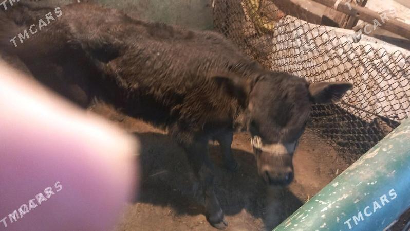 goleli sygyr - Гызыларбат - img 4