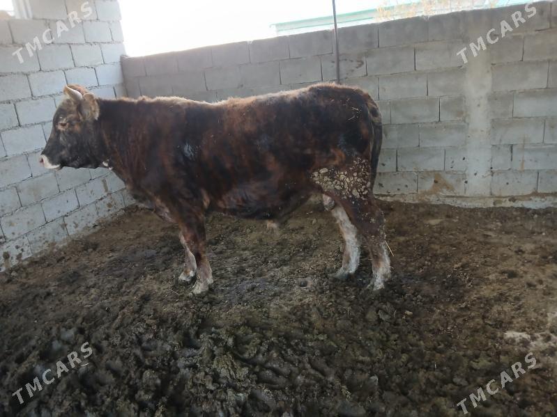 okuz - Büzmeýin - img 1