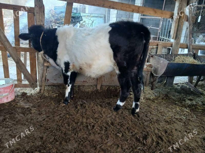 tuweler 3sany - Бузмеин - img 1