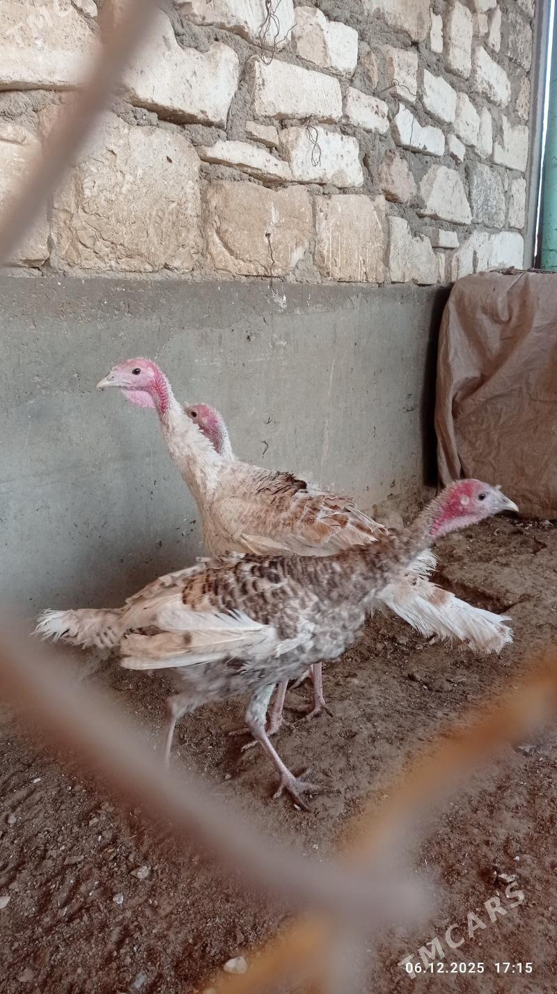 Indyuk - Балканабат - img 1