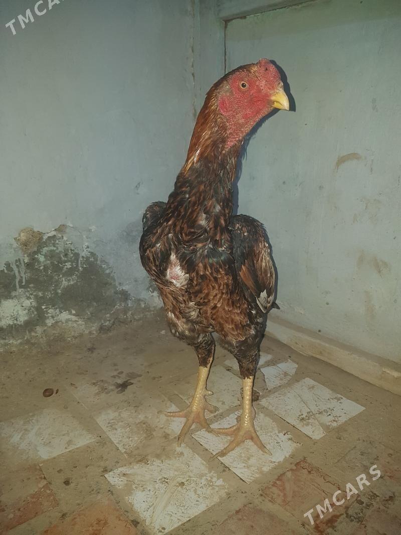 horaz - Магданлы - img 1