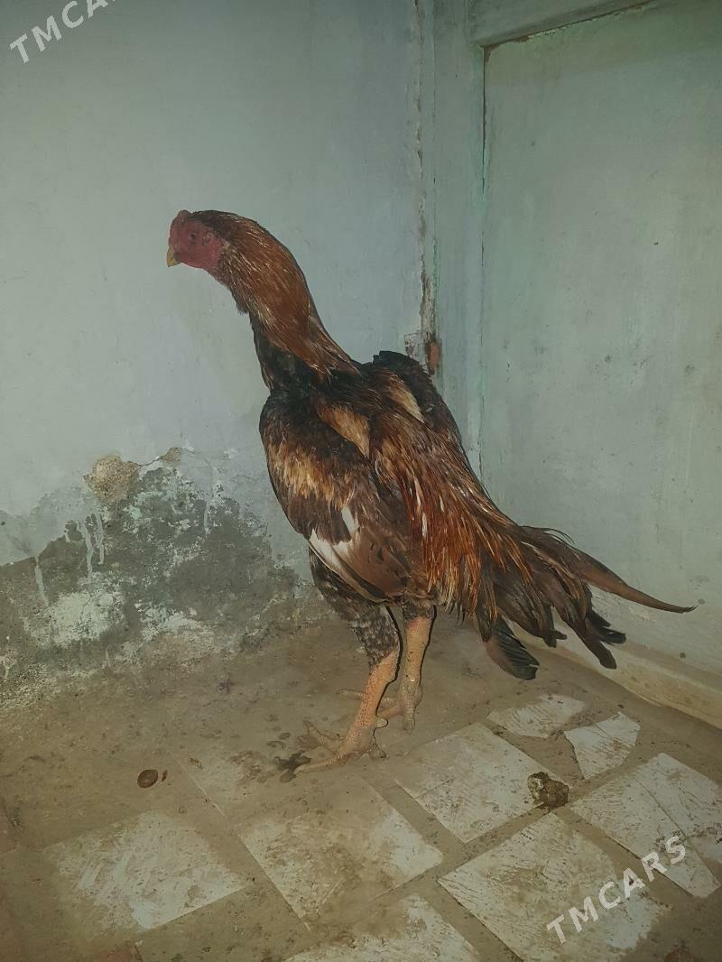 horaz - Магданлы - img 2