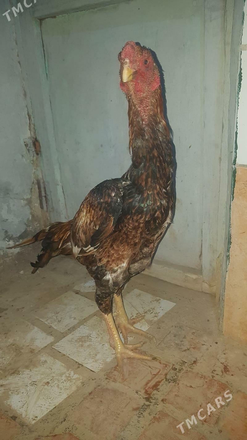 horaz - Магданлы - img 4