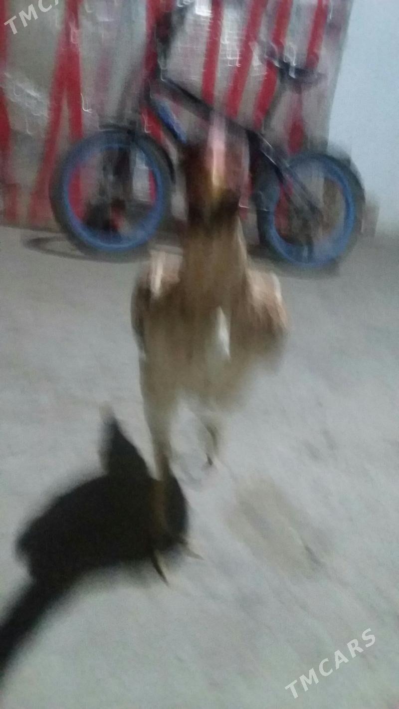 товук - Туркменабат - img 2