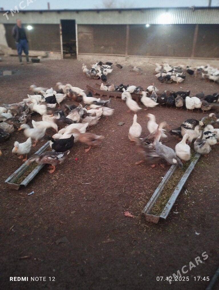 ördek gal gak - Байрамали - img 3