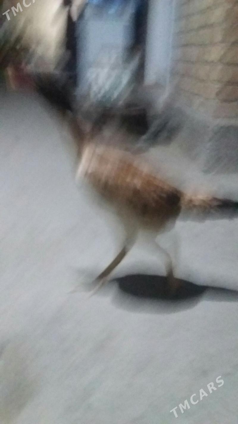 товук - Туркменабат - img 3