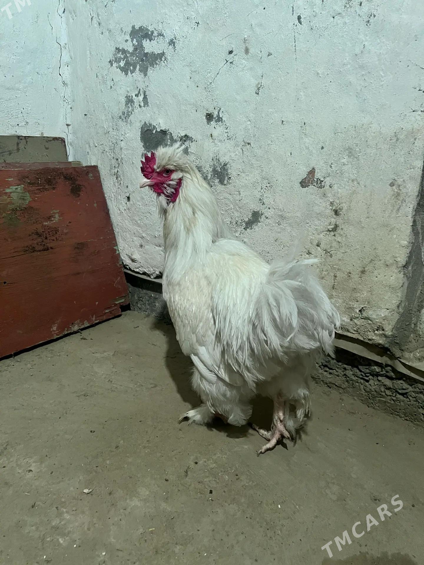 towuk troyka - Мары - img 1