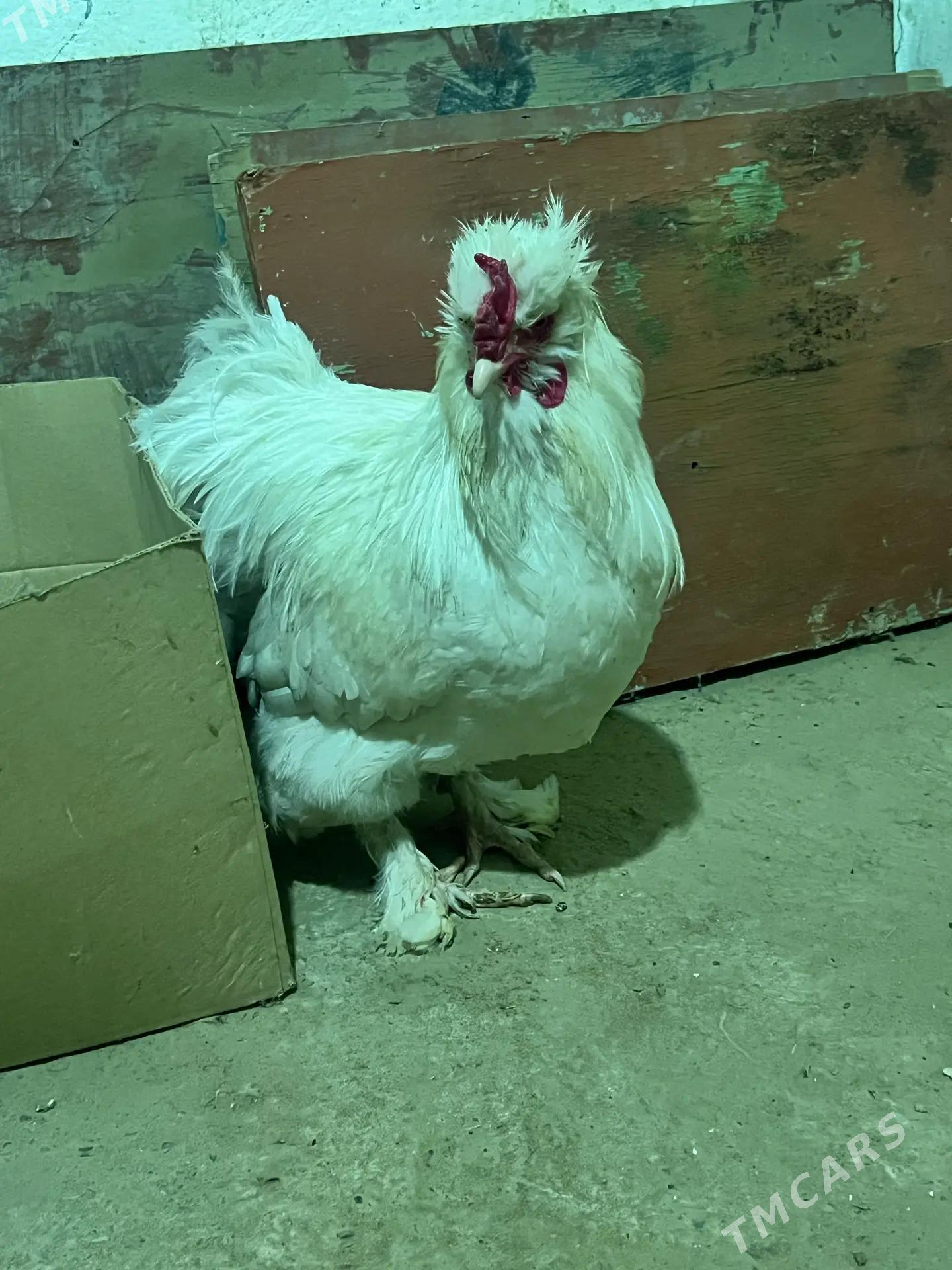 towuk troyka - Мары - img 2