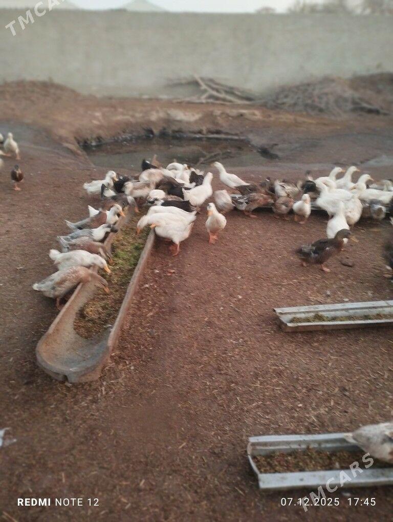 ördek gal gak - Байрамали - img 4