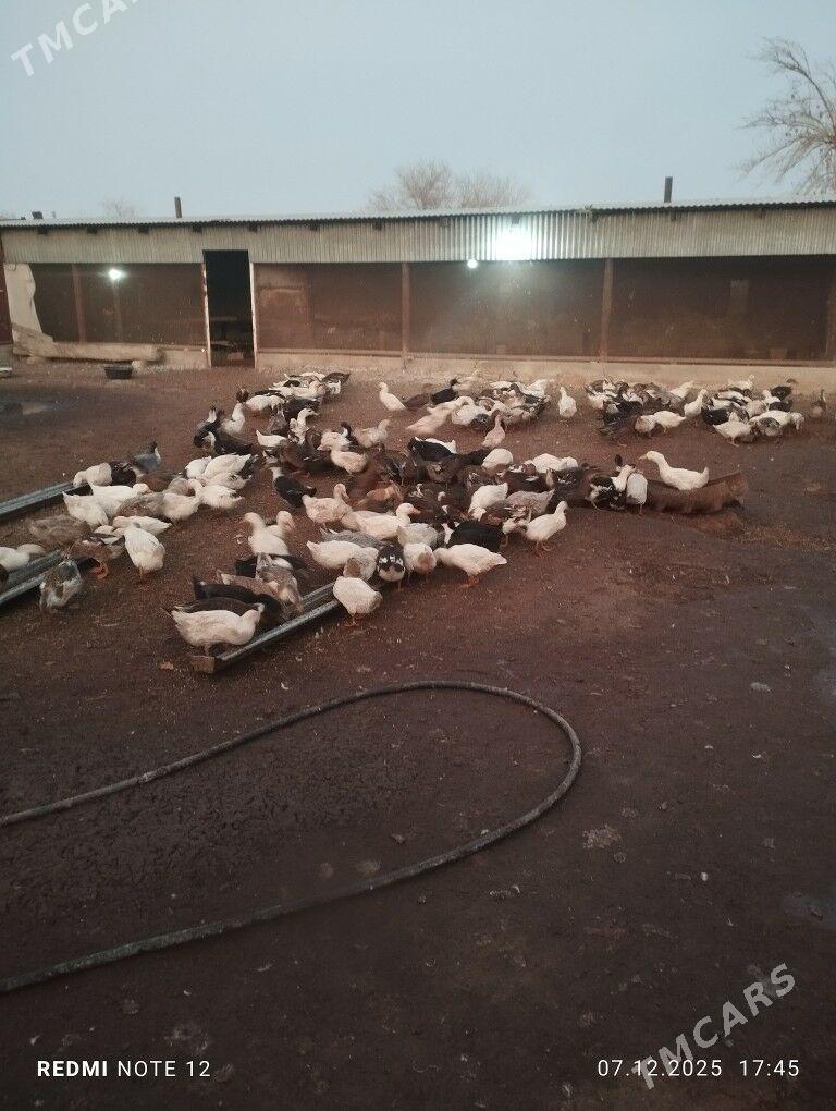 ördek gal gak - Байрамали - img 2