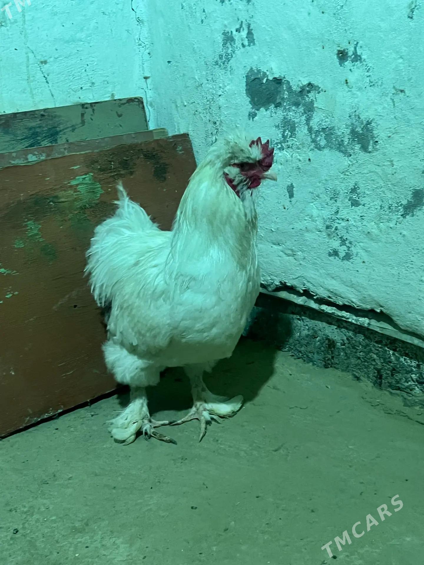 towuk troyka - Мары - img 3