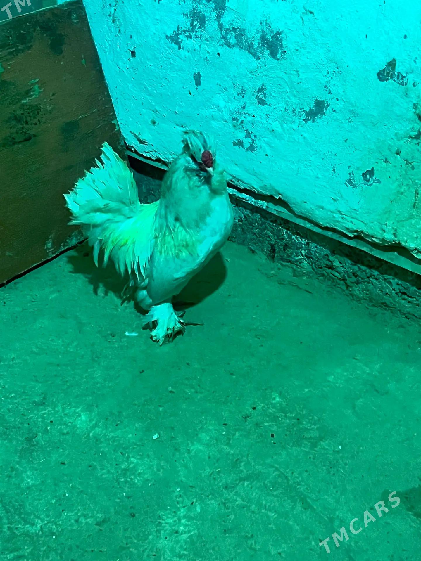 karlik Карлик - Мары - img 3