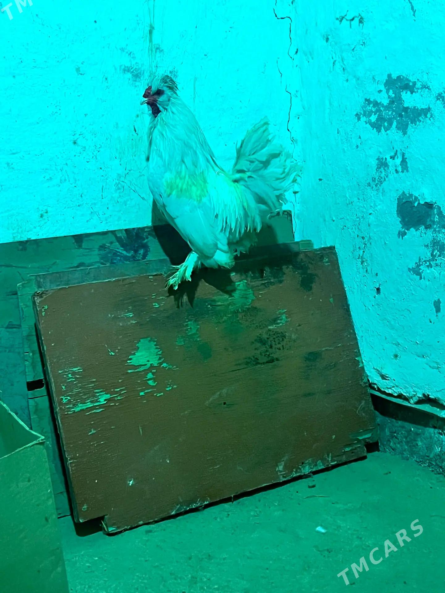 karlik Карлик - Мары - img 2