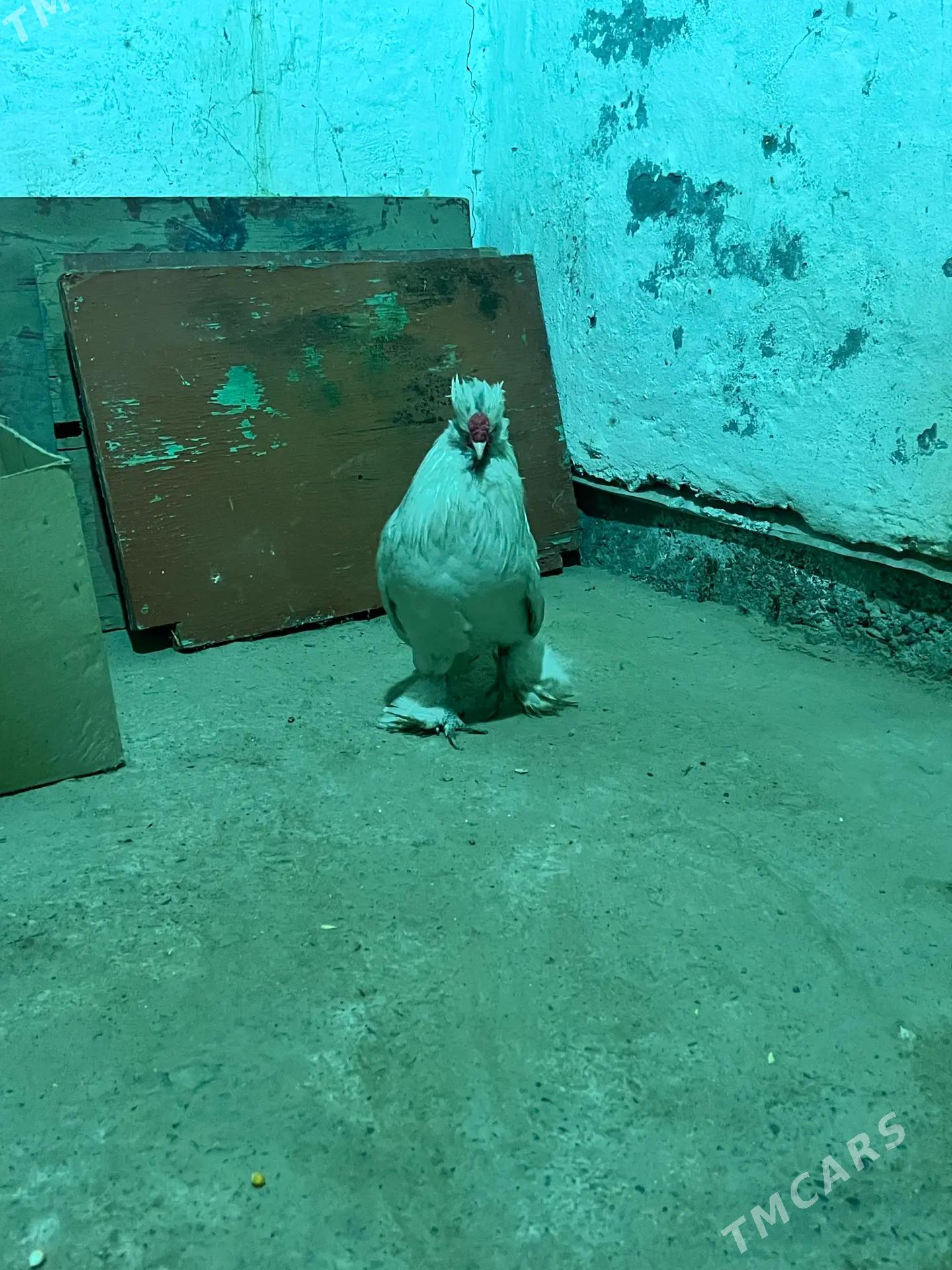 karlik Карлик - Мары - img 1