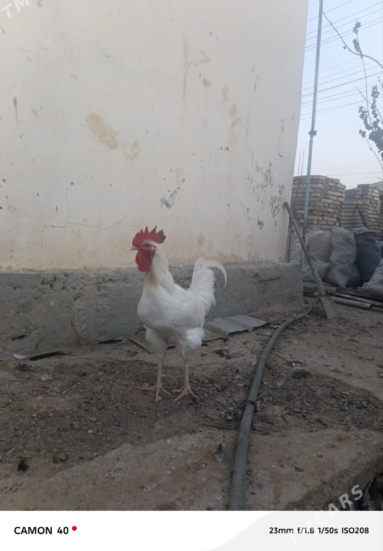 GIGANT HORAZ - Änew - img 2