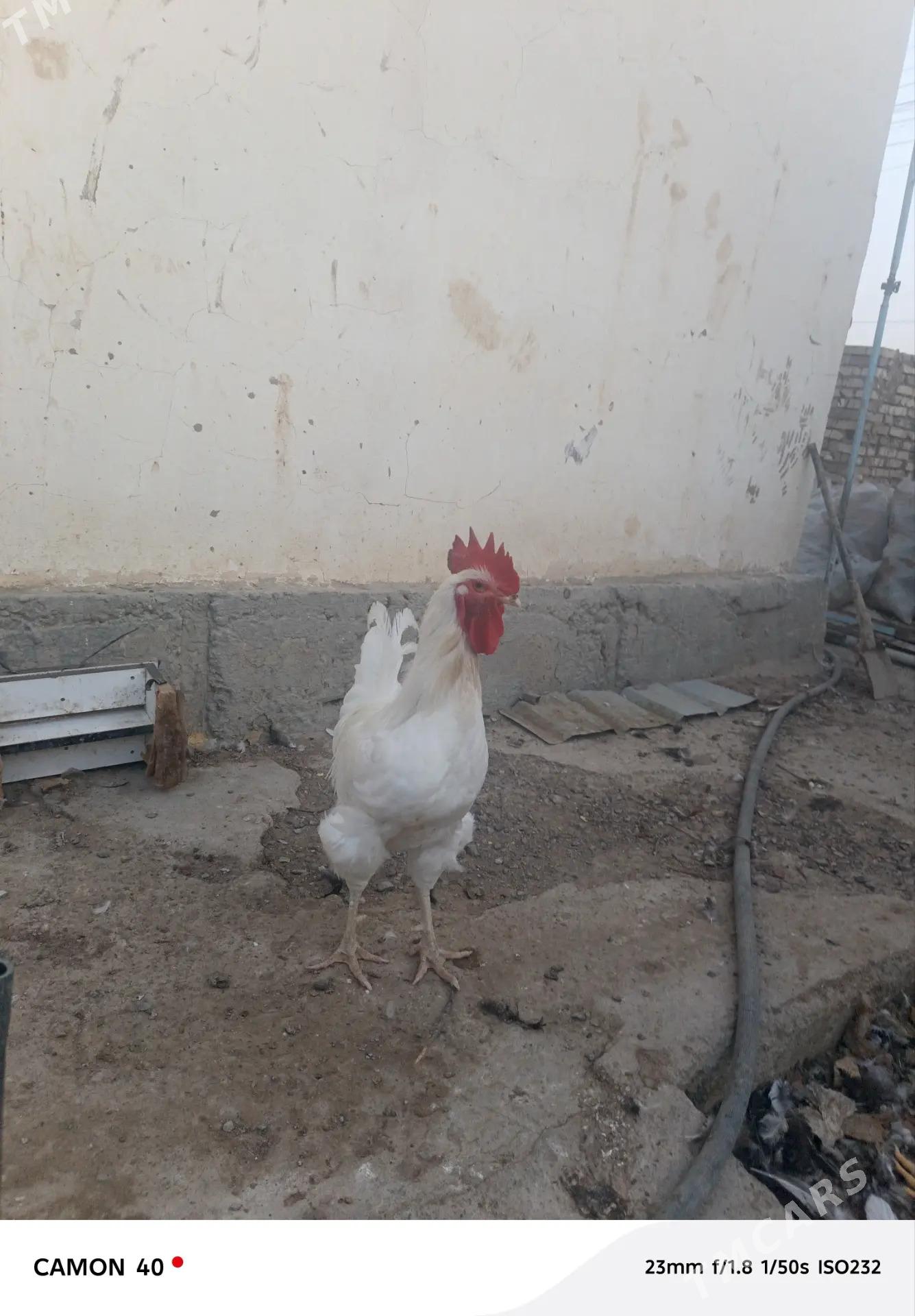 GIGANT HORAZ - Änew - img 4