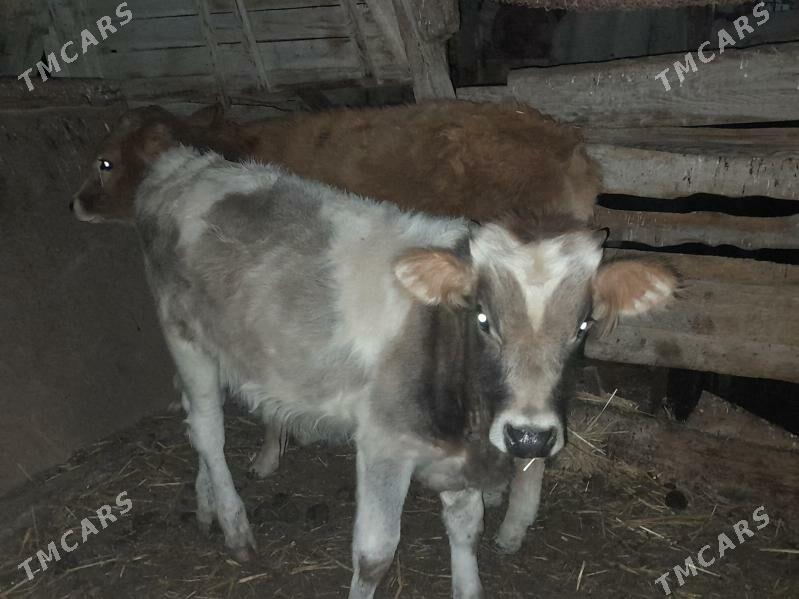 2 okuz - Гызыларбат - img 1