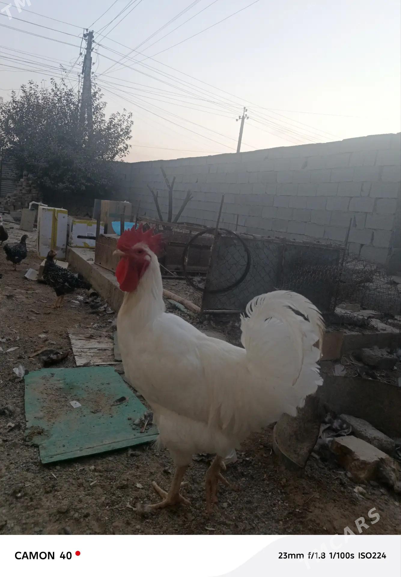 GIGANT HORAZ - Änew - img 5