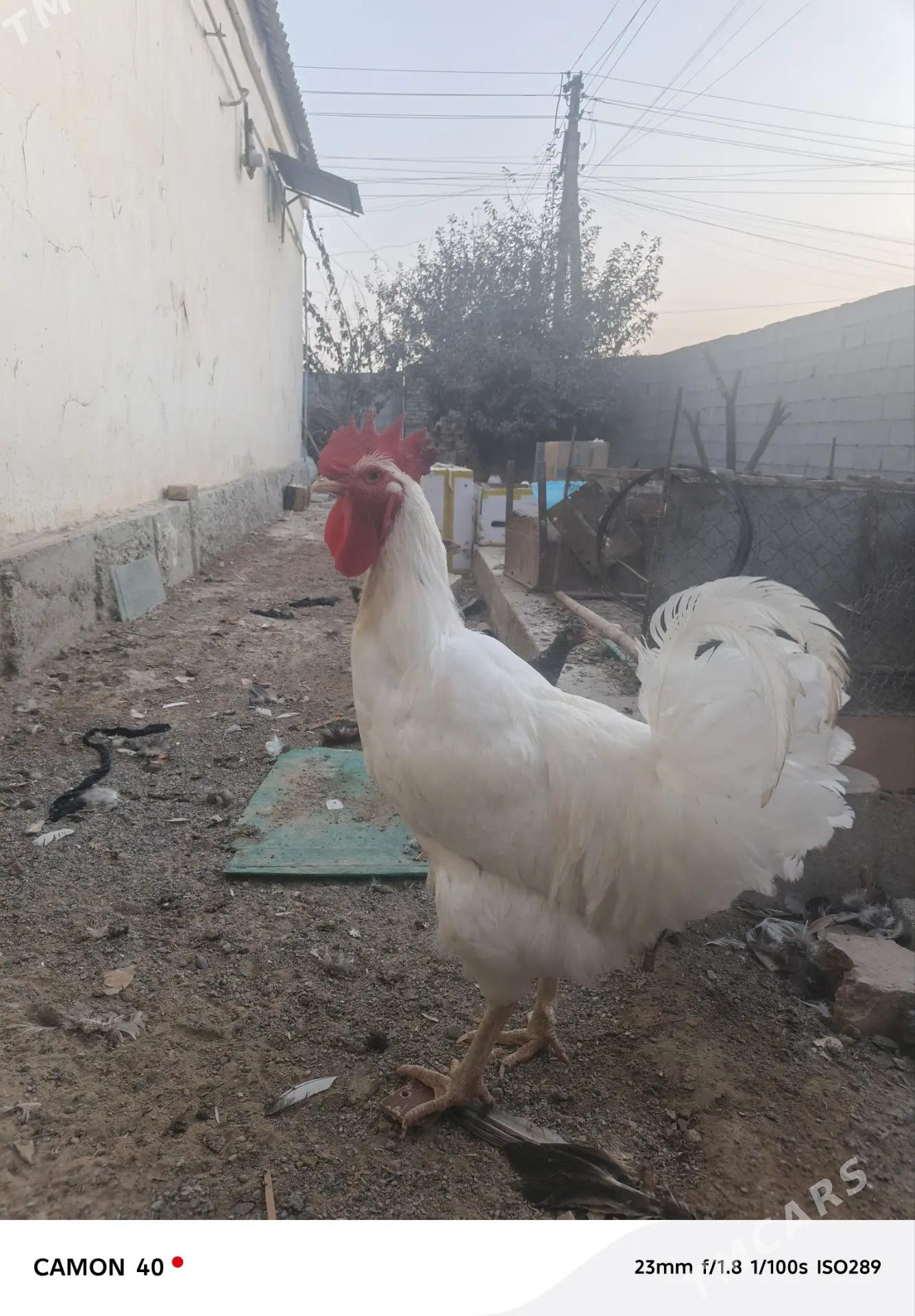 GIGANT HORAZ - Änew - img 6