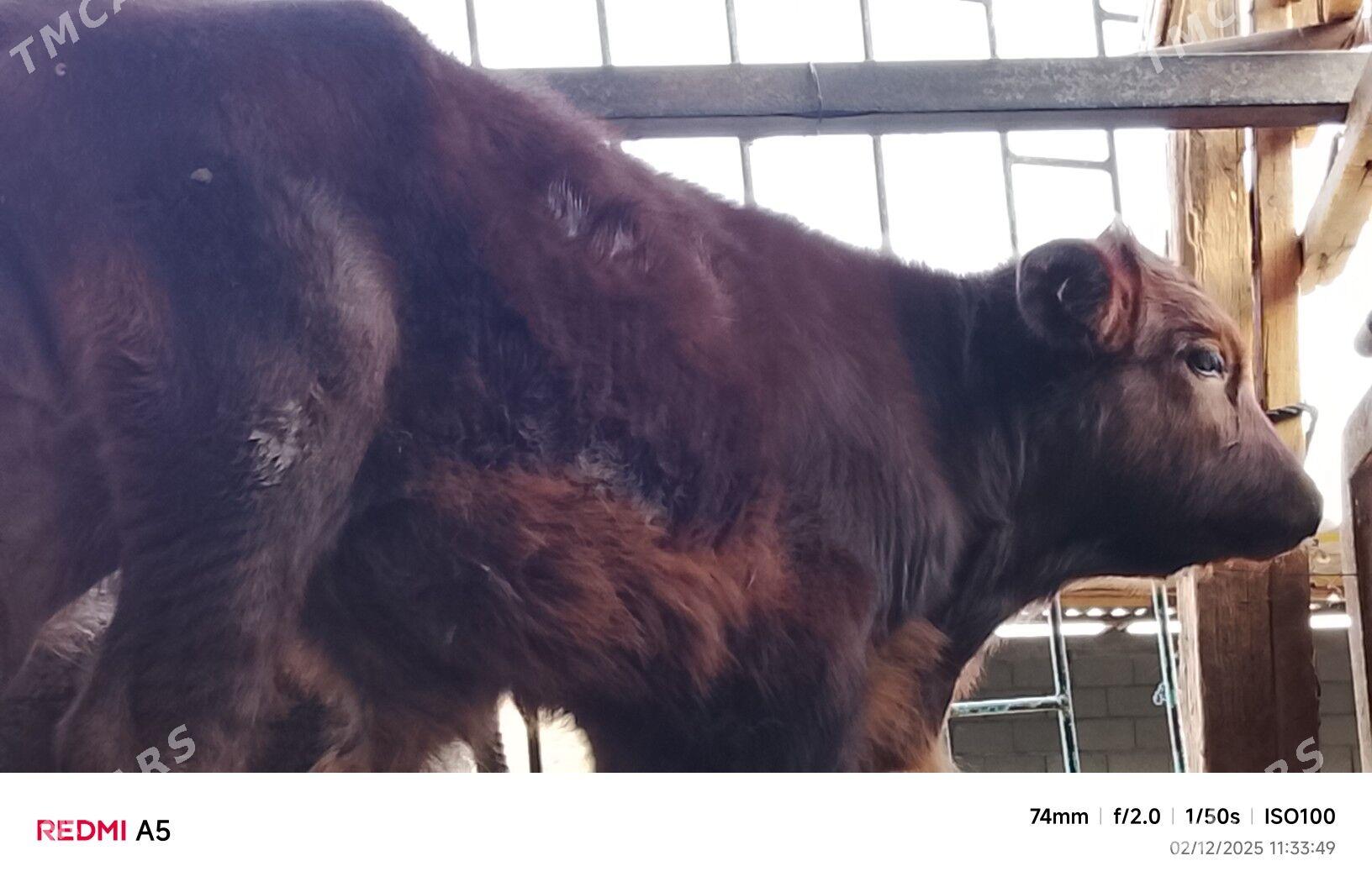 ökiz - Büzmeýin - img 3