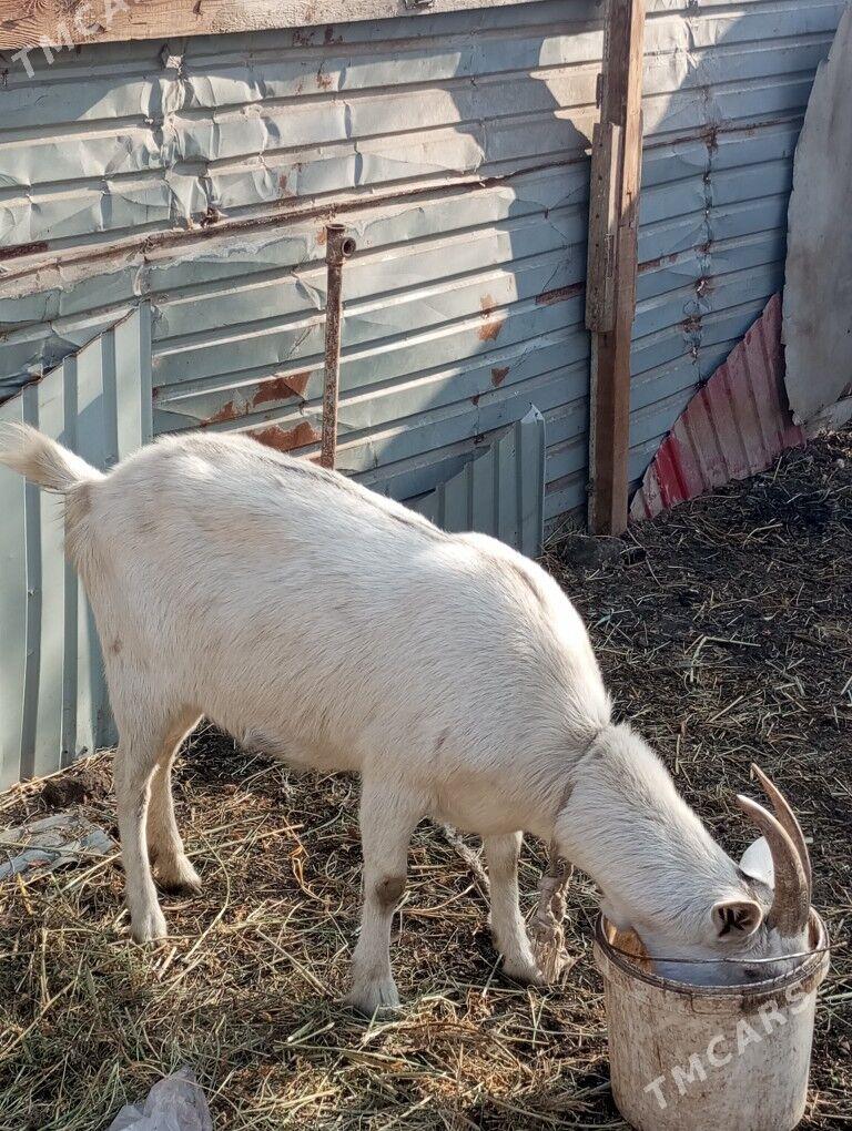 gechi - Туркменабат - img 1