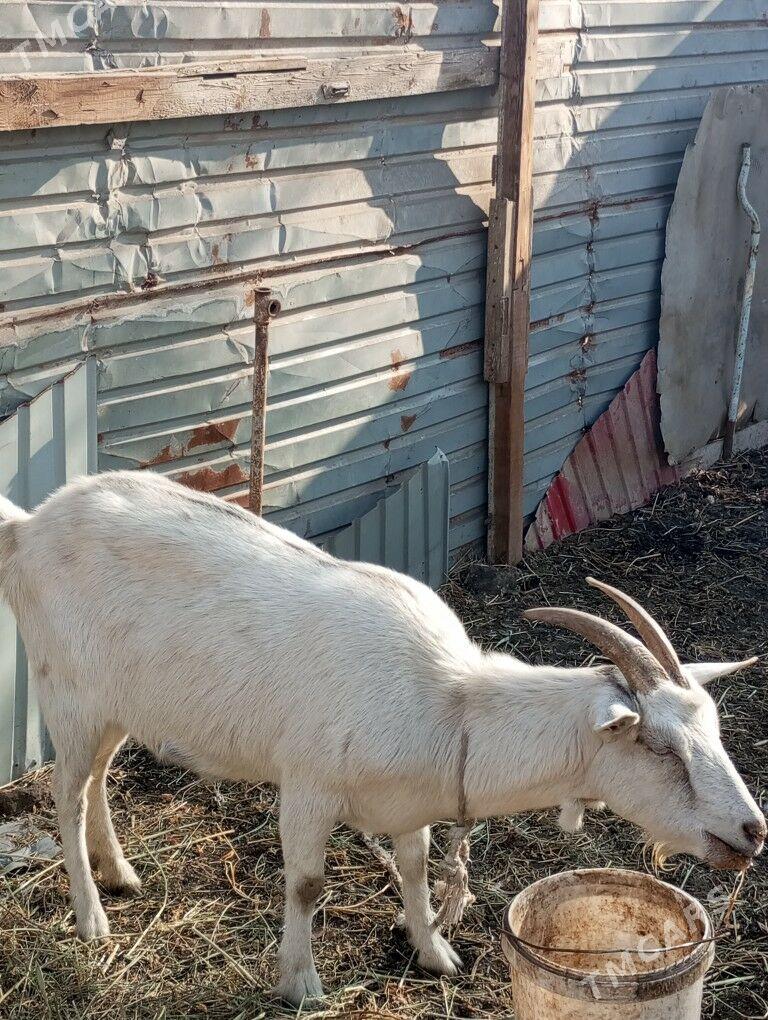 gechi - Türkmenabat - img 2