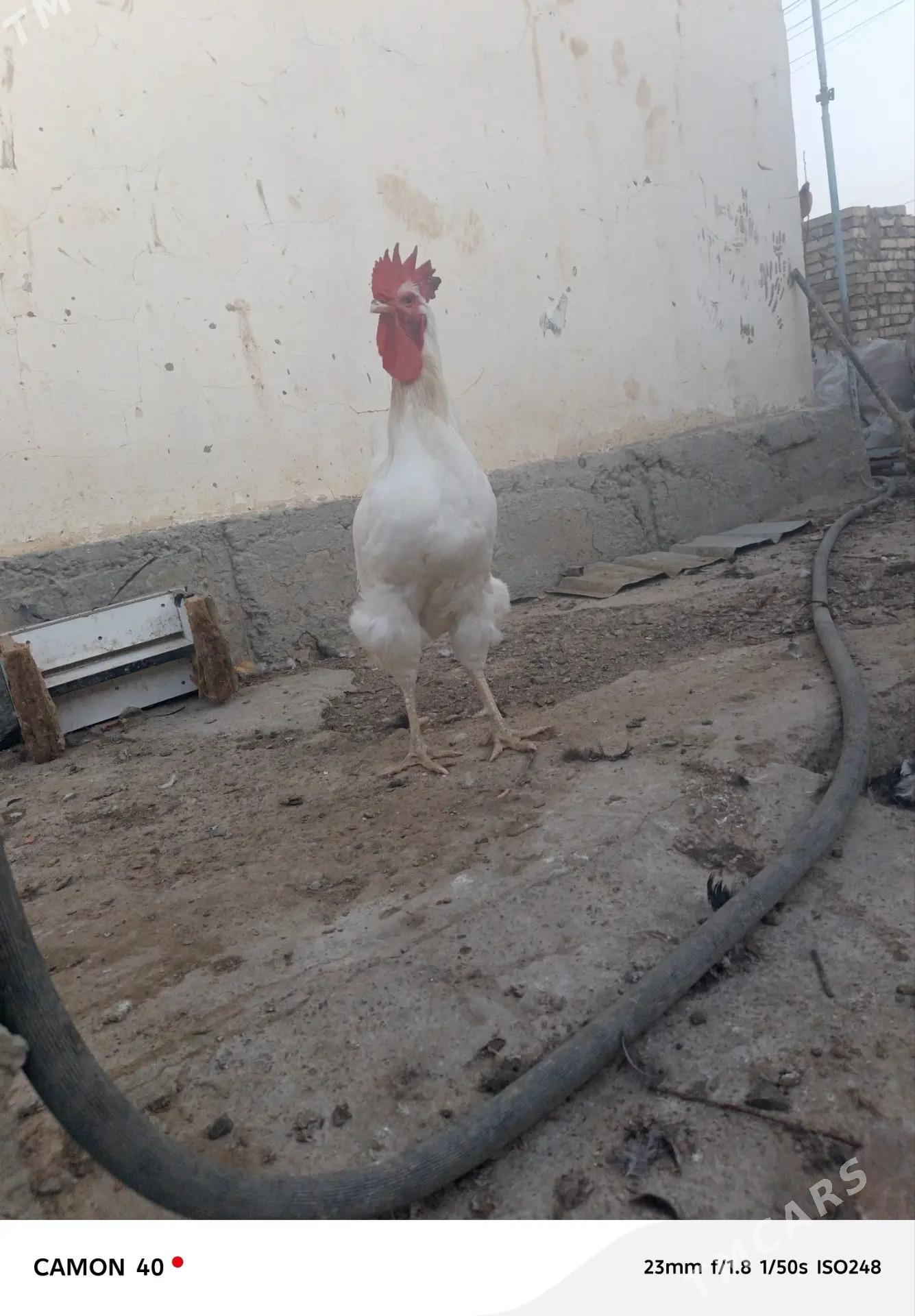 GIGANT HORAZ - Änew - img 3