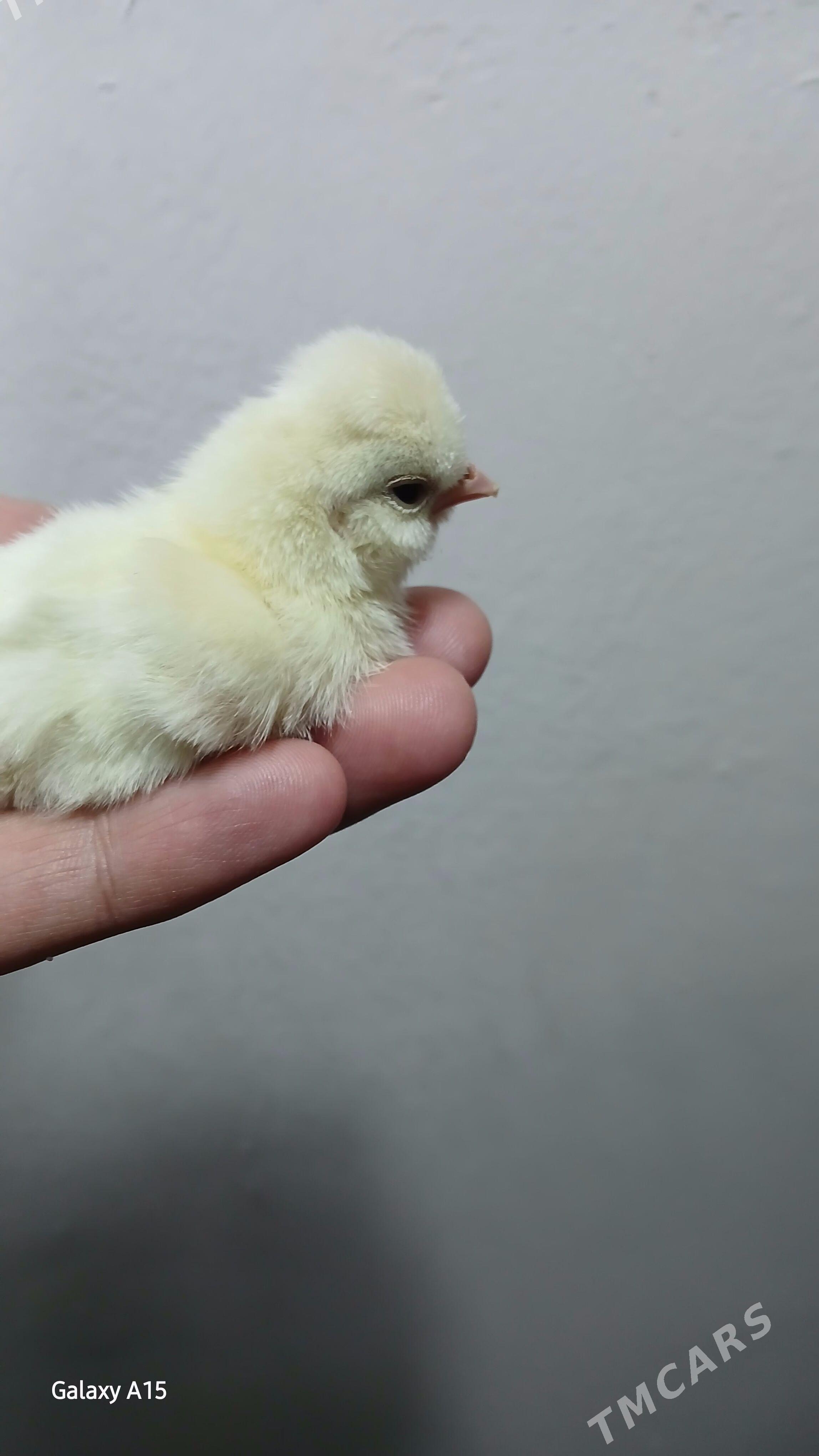 karlik Карлик - Мары - img 6