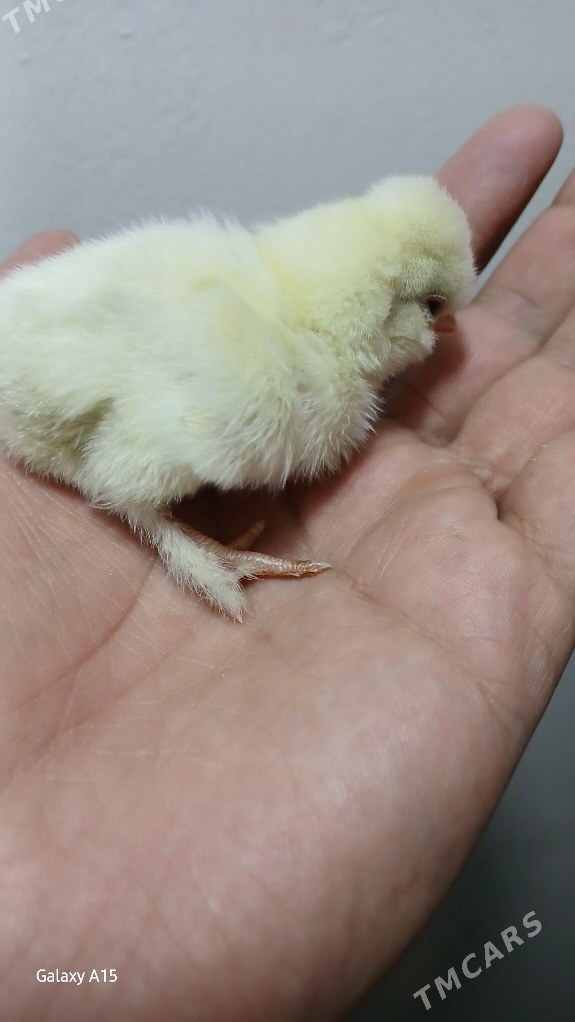 karlik Карлик - Мары - img 5