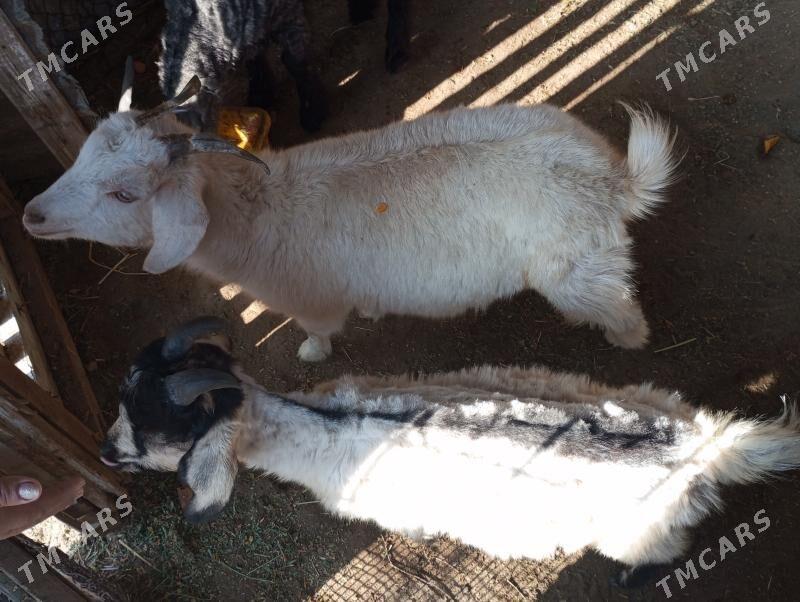 gechi - Туркменабат - img 1