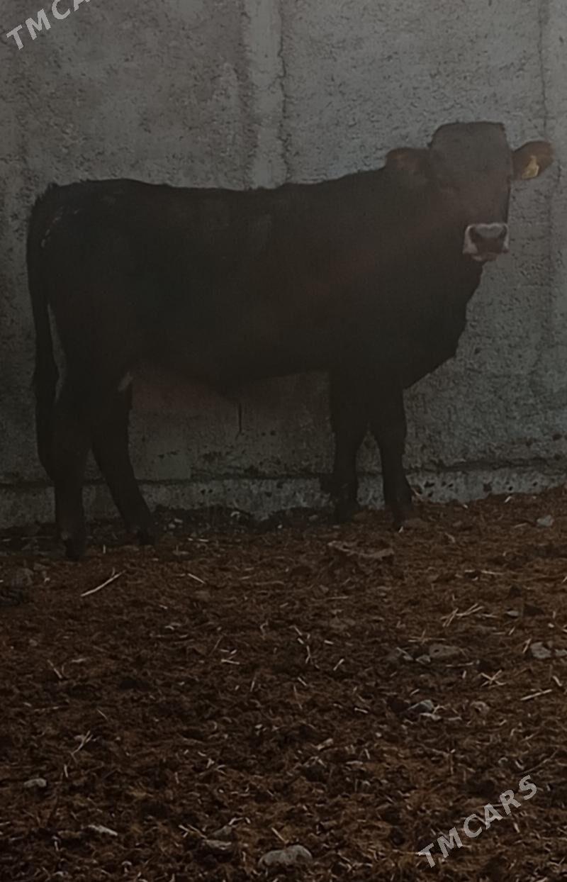 ŞWES ÖKÜZ ARGINAL - Гёкдепе - img 3