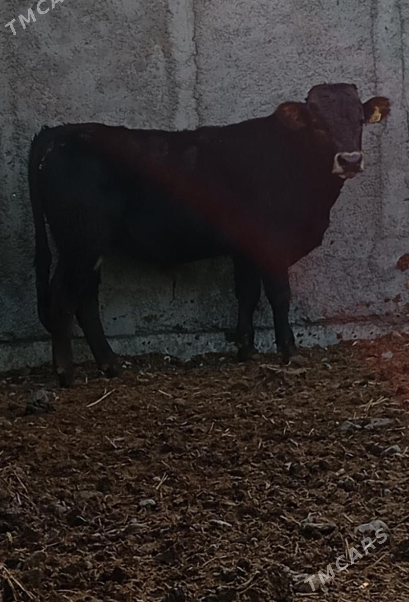 ŞWES ÖKÜZ ARGINAL - Гёкдепе - img 2