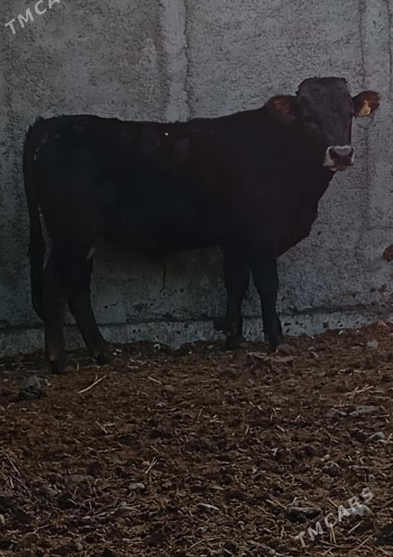 ŞWES ÖKÜZ ARGINAL - Гёкдепе - img 1