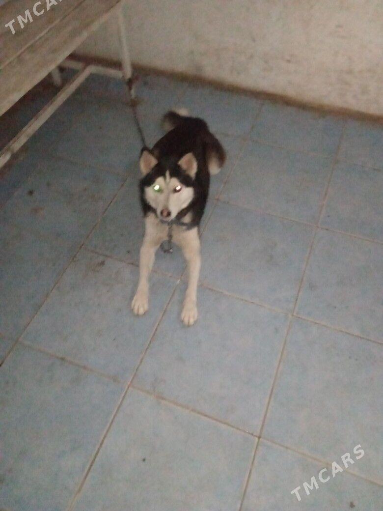 haski - Гурбансолтан Едже - img 3