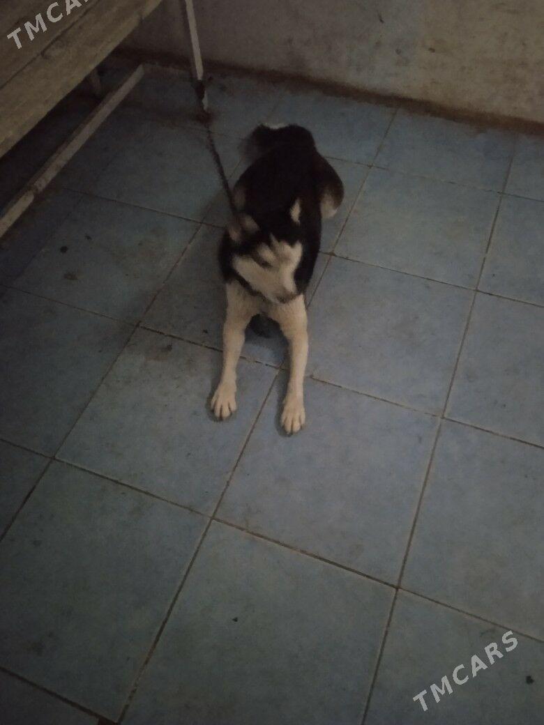 haski - Гурбансолтан Едже - img 1