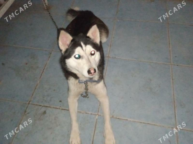 haski - Гурбансолтан Едже - img 2