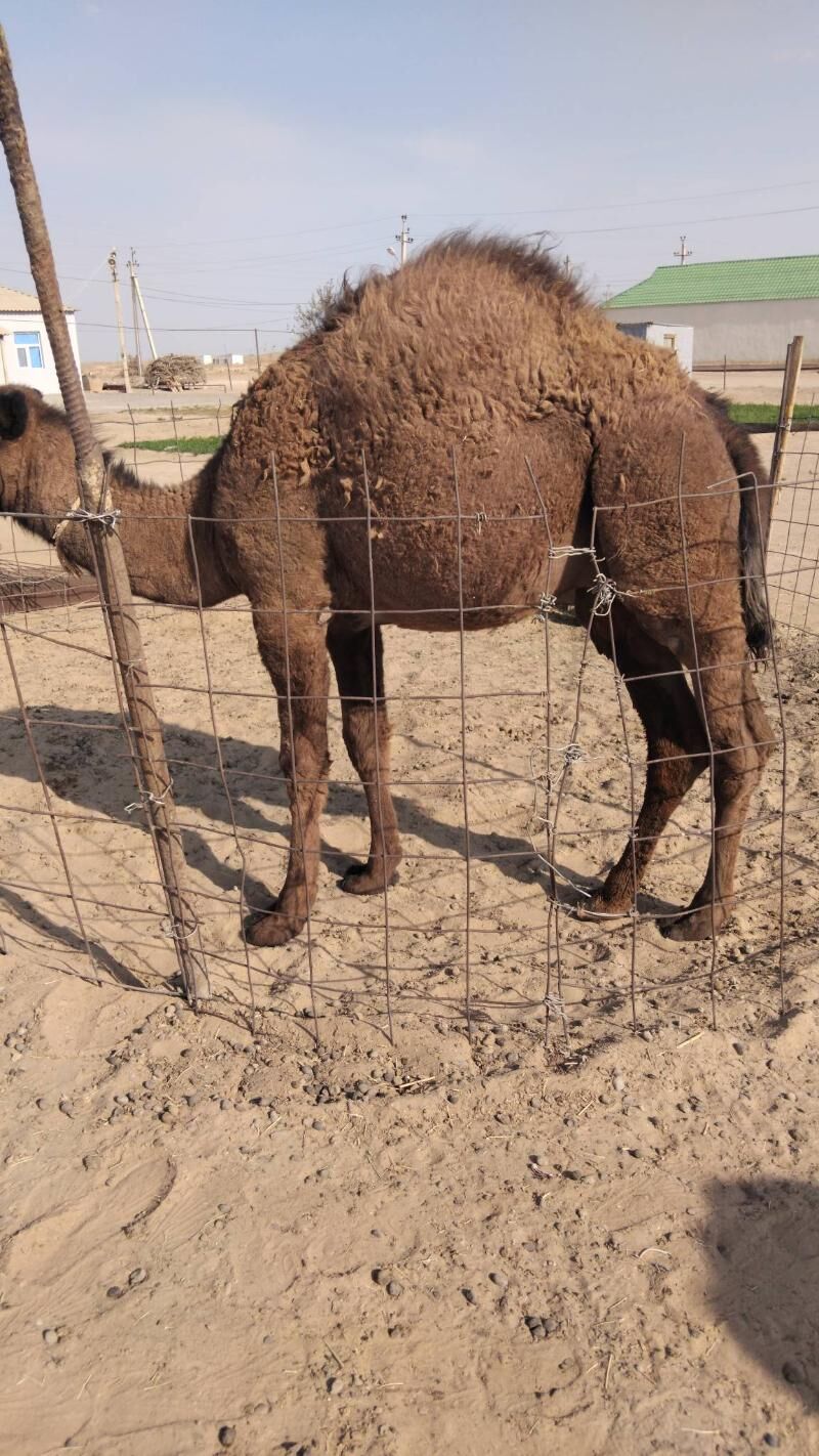 Duye torymly - Ak bugdaý etraby - img 10