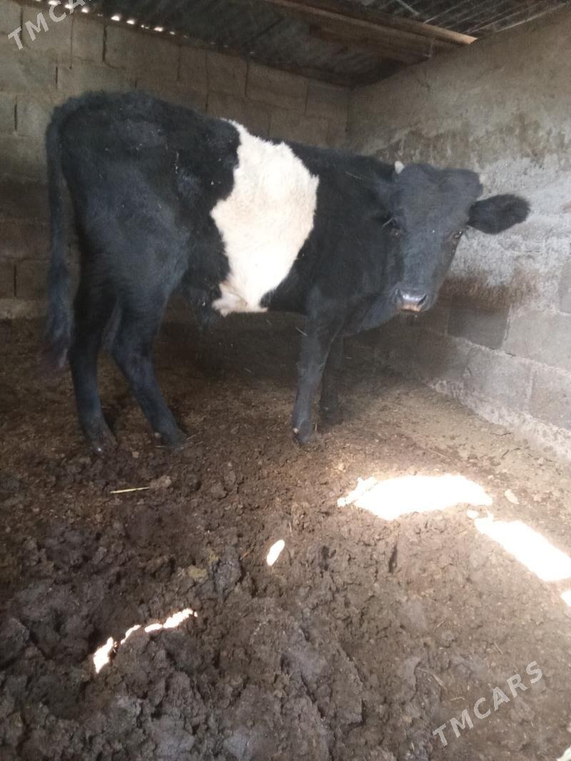 2 öküz - Бузмеин - img 2