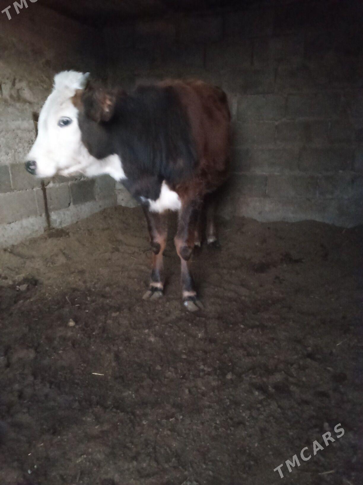 2 öküz - Büzmeýin - img 1