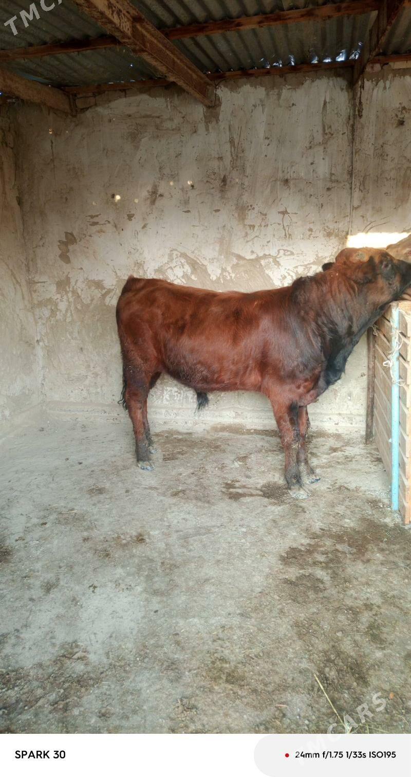 okuz - Бахарден - img 1