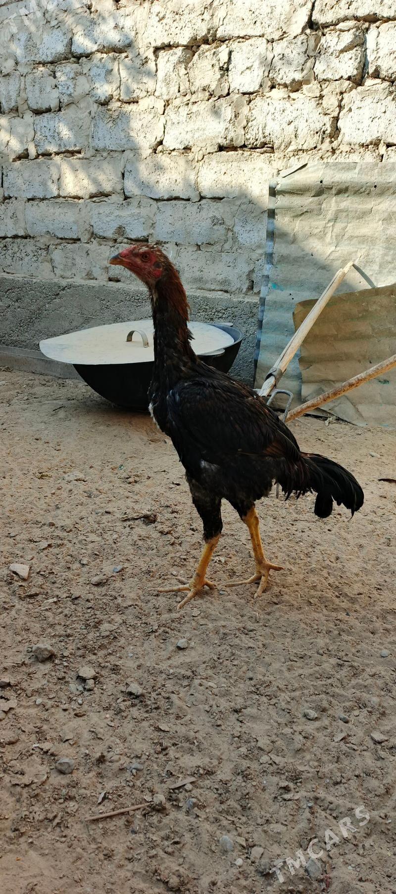 taskent - Чоганлы - img 1