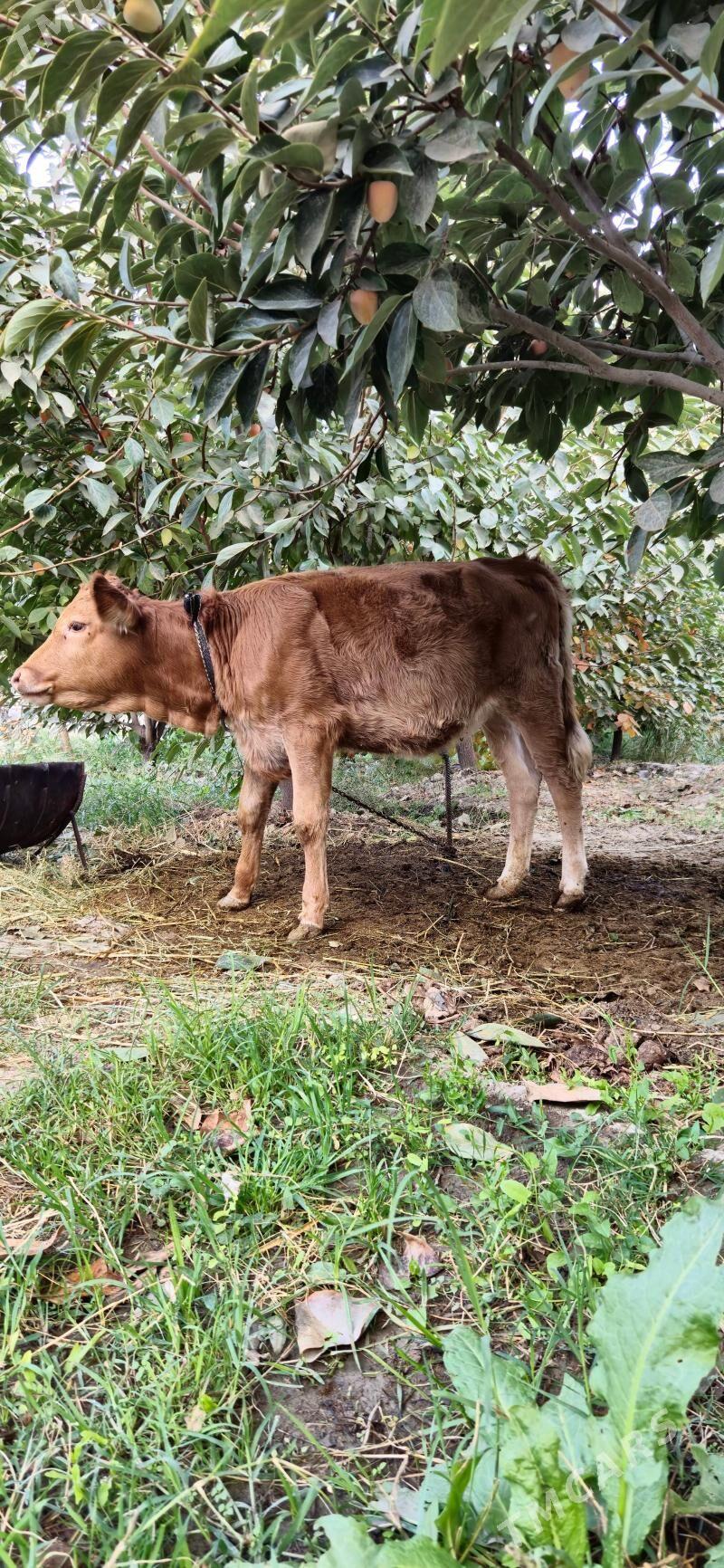 gole 7 AY tüwe - Гёкдепе - img 1