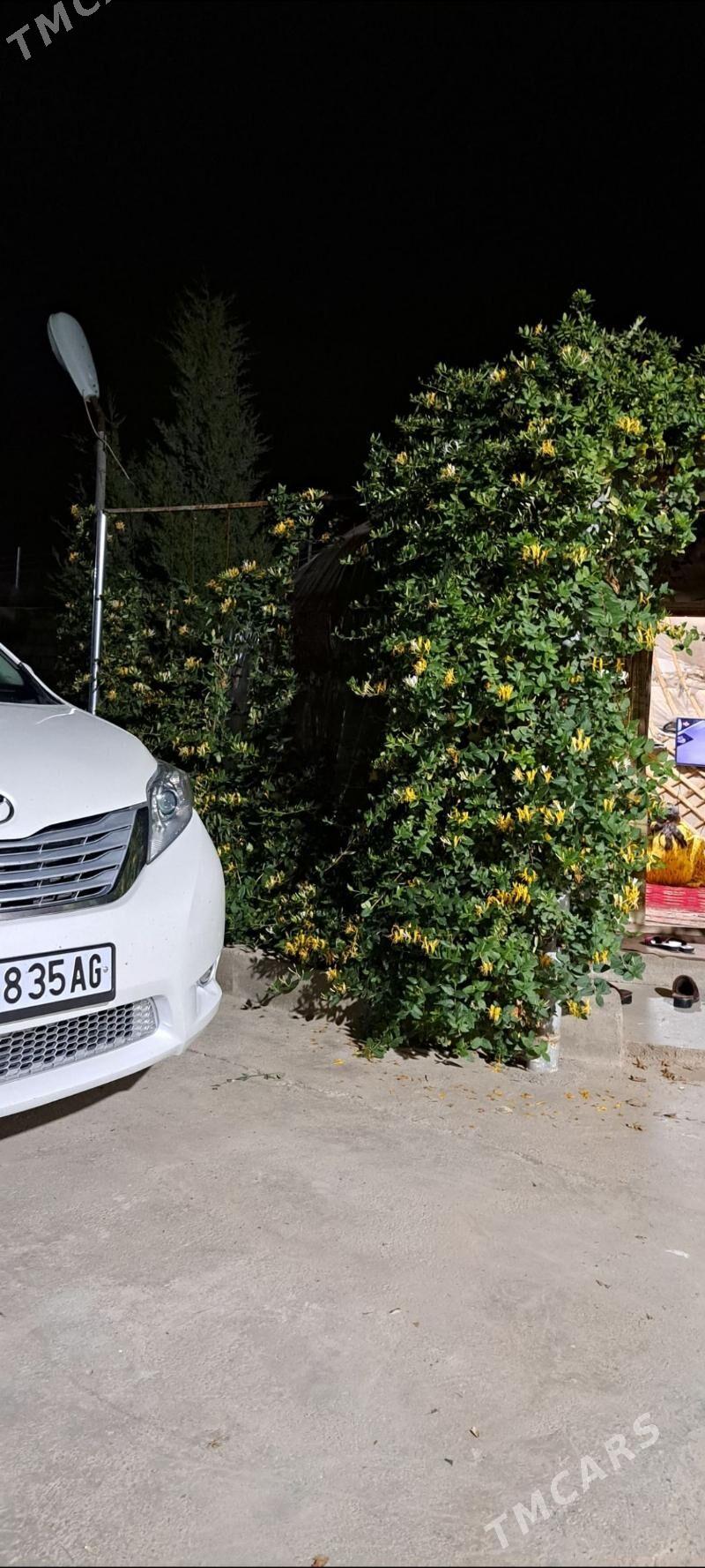 Jasmin jimilis gul cyrmasyk - Ашхабад - img 1