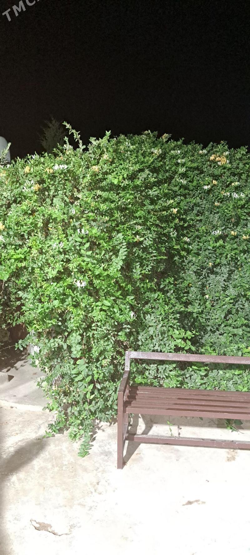 Jasmin jimilis gul cyrmasyk - Ашхабад - img 2