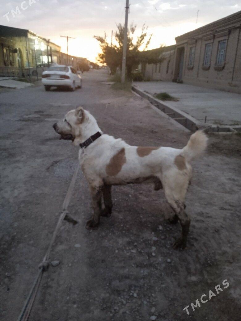 арман - Чарджоу - img 1