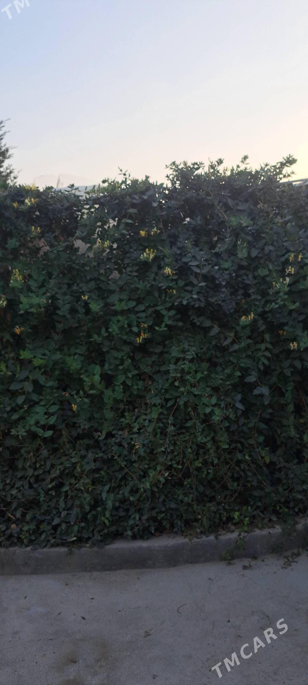 Jasmin jimilis gul cyrmasyk - Ашхабад - img 6