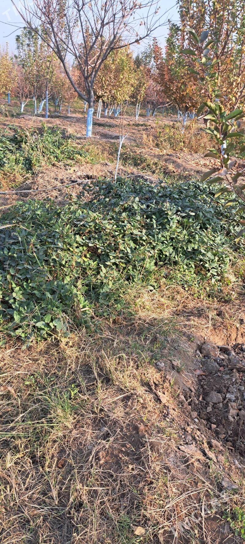 Jasmin jimilis gul cyrmasyk - Ашхабад - img 5