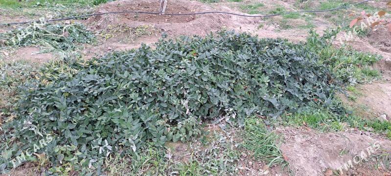 Jasmin jimilis gul cyrmasyk - Ашхабад - img 4